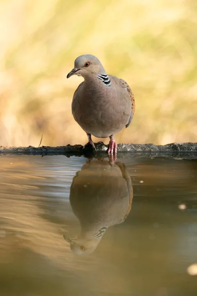 European Turtle Dove First Light Morning Water Point Mediterranean Forest — Stock Photo, Image