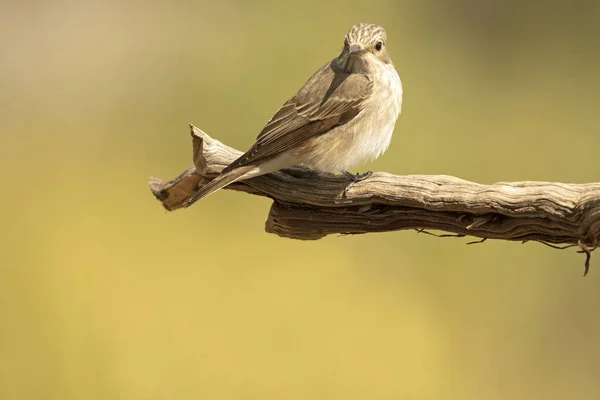 Gefleckter Fliegenfänger Mit Dem Ersten Tageslicht Einem Eichen Und Kiefernwald — Stockfoto