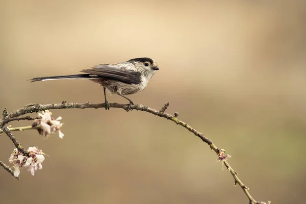 Long Tailed Tit Mediterranean Forest First Light Day — стокове фото
