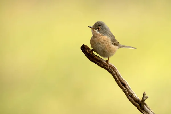 Subalpine Warbler Male Mediterranean Forest Natural Water Point First Light — Stock Photo, Image