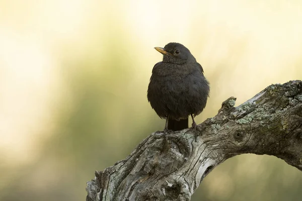 Pájaro Negro Común Hembra Bosque Mediterráneo Con Última Luz Noche —  Fotos de Stock