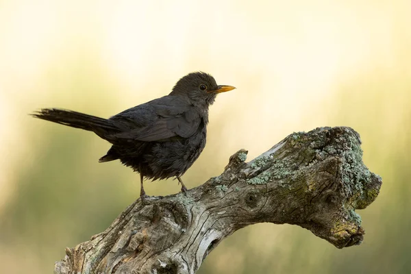 Pájaro Negro Común Hembra Bosque Mediterráneo Con Última Luz Noche — Foto de Stock