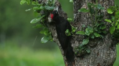 Yetişkin dişi Kara Ağaçkakan şafak vakti meşe ormanında yiyecek arıyor.
