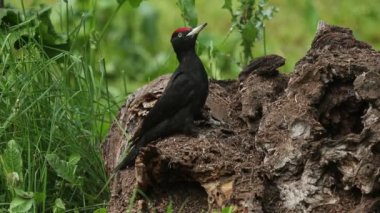 Kara ağaçkakan erkek, sabahın ilk ışıklarıyla meşe ormanlarında yiyecek arıyor.