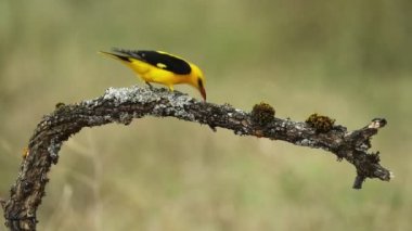 Altın sarısı erkek yağmurlu bir günün son ışığında üzüm yiyor.