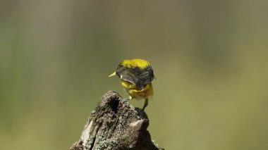 Irmak ormanında dişi altın oriole günün son ışığında şafak vakti yiyecek arıyor.