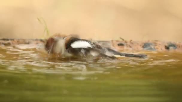 Woodchat Shrike Μπάνιο Ένα Σημείο Του Νερού Ένα Δάσος Από — Αρχείο Βίντεο