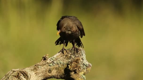 Поширений Чорний Птах Жінка Передує Своєму Оперення Після Ванни Природній — стокове відео