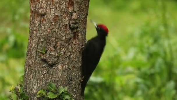 Czarny Dzięcioł Samiec Poszukujący Pożywienia Dębowym Lesie Swoim Terytorium Lęgowym — Wideo stockowe