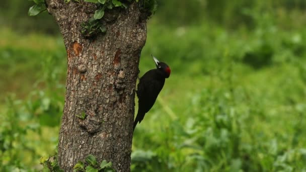 Adult Female Black Woodpecker Oak Forest First Light Dawn Looking — Stock Video