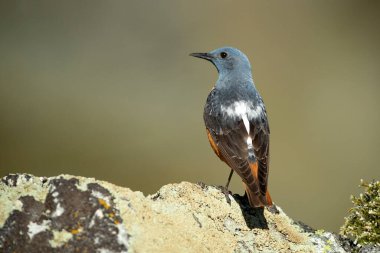 Rufous-tailed rock thrush male on one of his favorite perches within his breeding territory at first light in a mountainous area