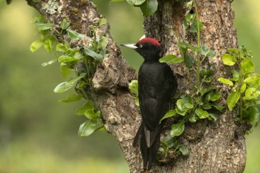 Yetişkin erkek. Elma ağacında ağaçkakan. Şafak vakti meyve ve meşe ağaçlarından oluşan bir ormanda.