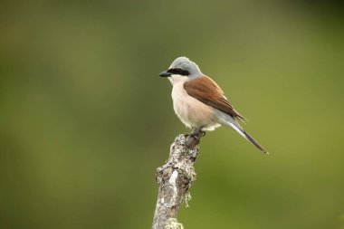 Red-backed shrike male on one of his perches in his breeding territory at first light on a spring day in a forest of oaks and hawthorns