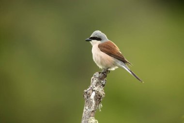 Red-backed shrike male on one of his perches in his breeding territory at first light on a spring day in a forest of oaks and hawthorns clipart