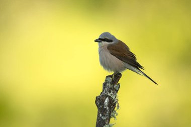 Red-backed shrike male on one of his perches in his breeding territory at first light on a spring day in a forest of oaks and hawthorns
