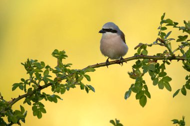 Red-backed shrike male on one of his perches in his breeding territory at first light on a spring day in a forest of oaks and hawthorns