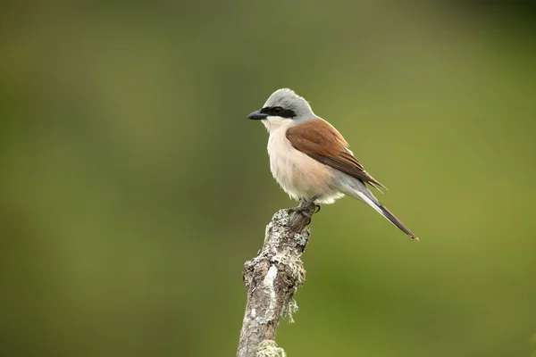Red Backed Shrike Male One His Perches His Breeding Territory Images De Stock Libres De Droits