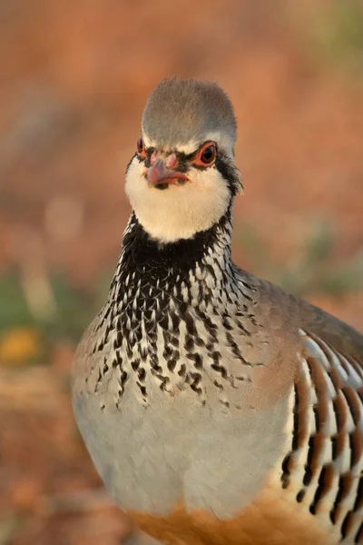 Male Red Legged Partridge Last Light Winter Afternoon Uncultivated Field — Stock Photo, Image