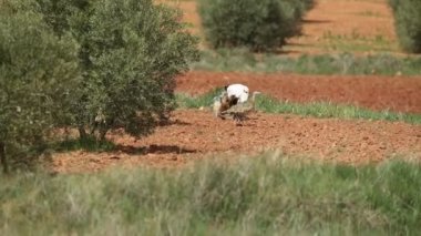 Erkek ve dişi. Çiftleşme mevsiminde, mısır gevreği ve zeytin ağacı tarlasında baharın ilk ışıklarıyla çiftleşiyor.