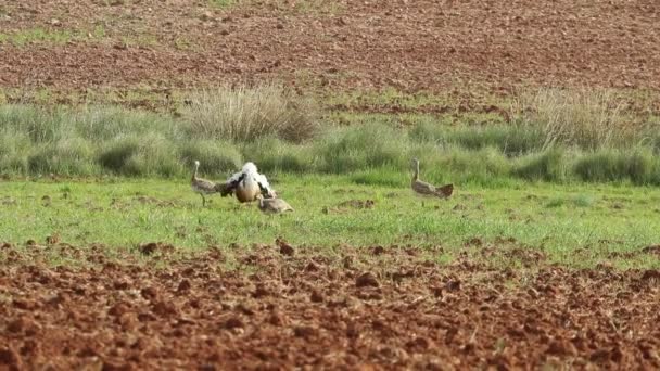 Great Bustard Male Females Mating Season First Lights Spring — Stock Video