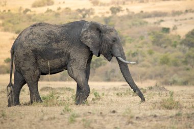 Yetişkin erkek Afrika savanası Doğu Afrika savanasının ilk ışıklarıyla