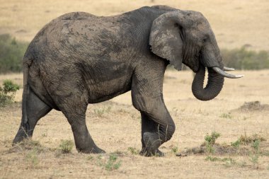 Yetişkin erkek Afrika savanası Doğu Afrika savanasının ilk ışıklarıyla