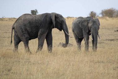 Afrika savanasının otları arasında dişi, yavru ve genç erkek sürüleri gün doğumunun ilk ışıklarıyla birlikte...