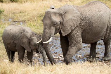 Afrika savanasının anne ve yavrusu günün ilk ışıklarıyla Afrika savanasının suyundan su içiyorlar.