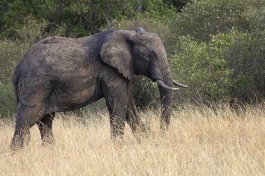 Yetişkin erkek Afrika savanası Doğu Afrika savanasının ilk ışıklarıyla