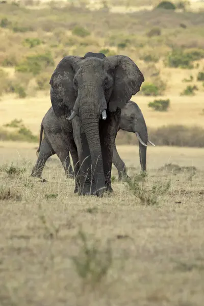 在东非的草原上 成年雄性非洲稀树草原象初露头角 — 图库照片