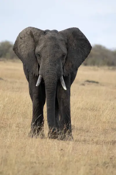 Yetişkin erkek Afrika savanası Doğu Afrika savanasının ilk ışıklarıyla