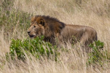 Yetişkin erkek aslan, öğleden sonranın son ışıklarıyla bozkırın otlarının arasında.