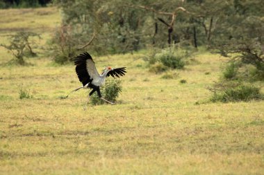 Sabahın ilk ışıklarıyla birlikte Afrika ovalarında sürüngenleri arayan sekreter kuş.