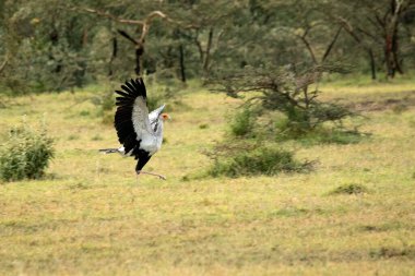 Sabahın ilk ışıklarıyla birlikte Afrika ovalarında sürüngenleri arayan sekreter kuş.