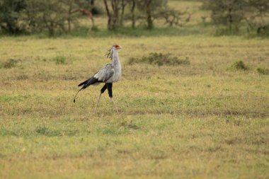 Sabahın ilk ışıklarıyla birlikte Afrika ovalarında sürüngenleri arayan sekreter kuş.