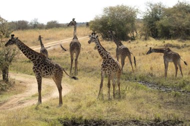 Güneşli bir yaz gününün ilk ışığında Afrika ovalarında zürafa