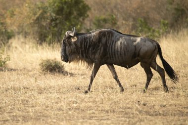 Afrika bozkırlarındaki antiloplar ilk ışıkta Mara Nehri 'nin kıyısında.