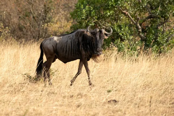 Wildebeest African Savanna First Light Mara River Stock Photo