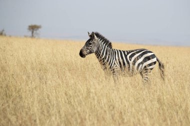 Günün son ışıklarıyla Afrika bozkırlarında yaygın bir zebra.