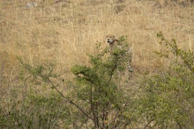 Masai Mara 'nın ilk ışıklarıyla ovadaki çita.