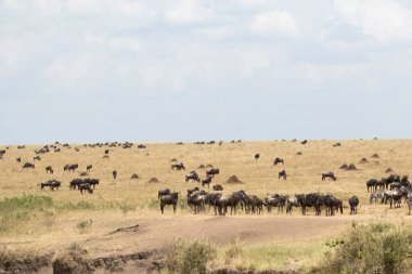 Sabahın ilk ışıklarıyla nehri geçmeden önce Mara Nehri ovalarında yaygın zebralar ve antiloplar.