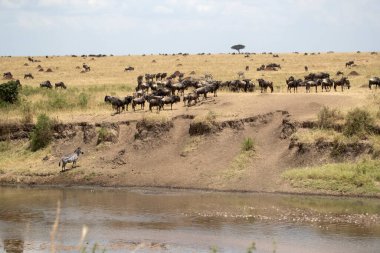 Sabahın ilk ışıklarıyla nehri geçmeden önce Mara Nehri ovalarında yaygın zebralar ve antiloplar.