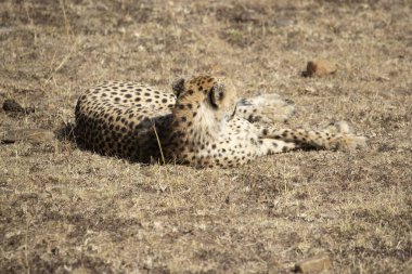 Masai Mara 'nın ilk ışıklarıyla ovadaki çita.