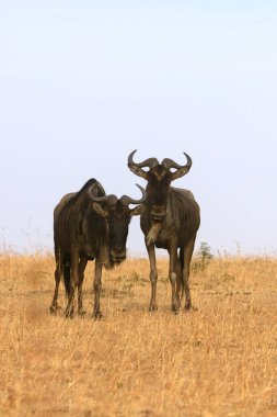 Afrika bozkırlarındaki antiloplar ilk ışıkta Mara Nehri 'nin kıyısında.