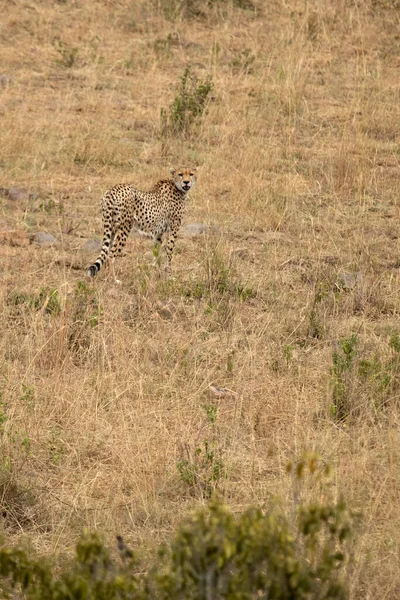 stock image Cheetah in a bush savanna area at first light in the Masai Mara