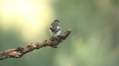 Sabahın ilk ışıklarıyla bir çam ve meşe ormanında kuş tüylü iskele sineği avcısı.