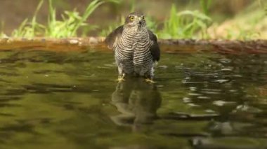 Yetişkin dişi Avrasyalı atmaca günün son ışıklarıyla çam ve meşe ormanlarında banyo yapıyor ve su içiyor.