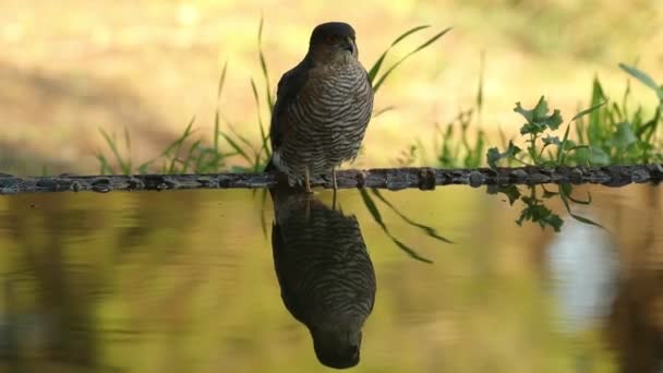 Volwassen Mannetje Euraziatische Sparrowhawk Drinkt Een Waterpunt Een Mediterraan Bos — Stockvideo