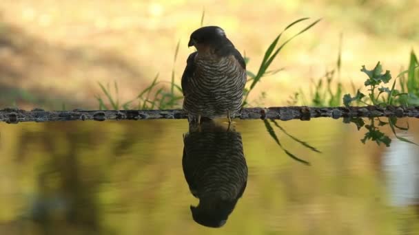 Volwassen Mannetje Euraziatische Sparrowhawk Drinkt Een Waterpunt Een Mediterraan Bos — Stockvideo