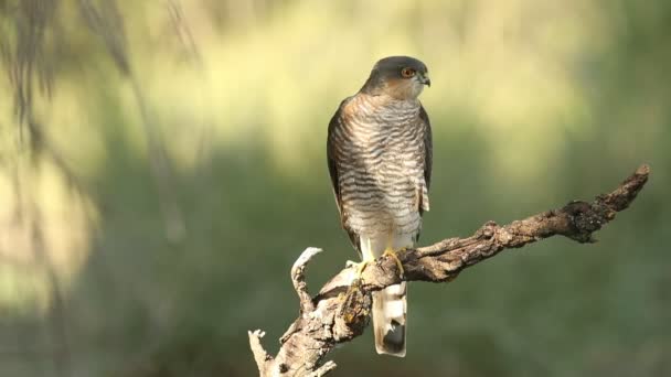 Homem Adulto Eurasian Sparrowhawk Seu Ponto Vista Favorito Caça Uma — Vídeo de Stock